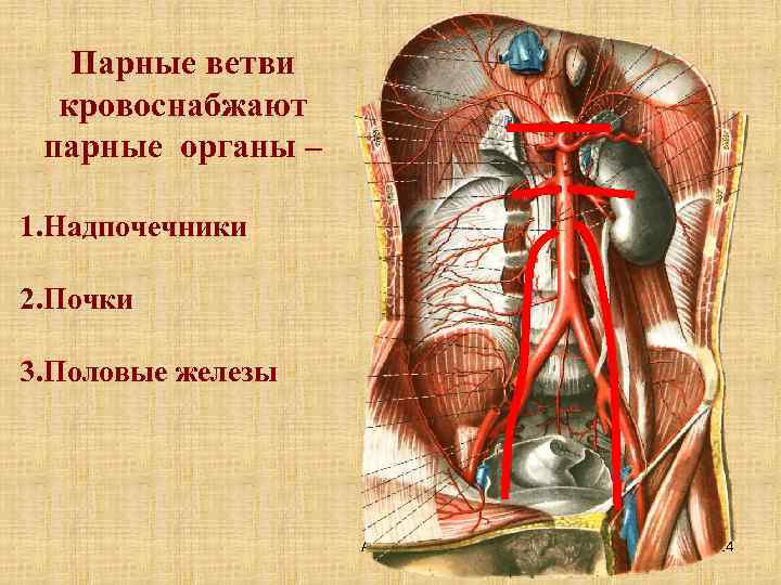 Парные ветви кровоснабжают парные органы – 1. Надпочечники 2. Почки 3. Половые железы Артерии