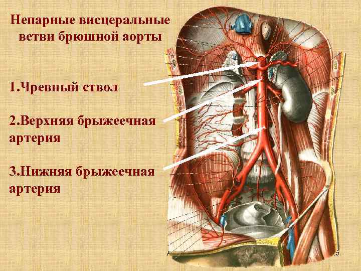 Непарные висцеральные ветви брюшной аорты 1. Чревный ствол 2. Верхняя брыжеечная артерия 3. Нижняя