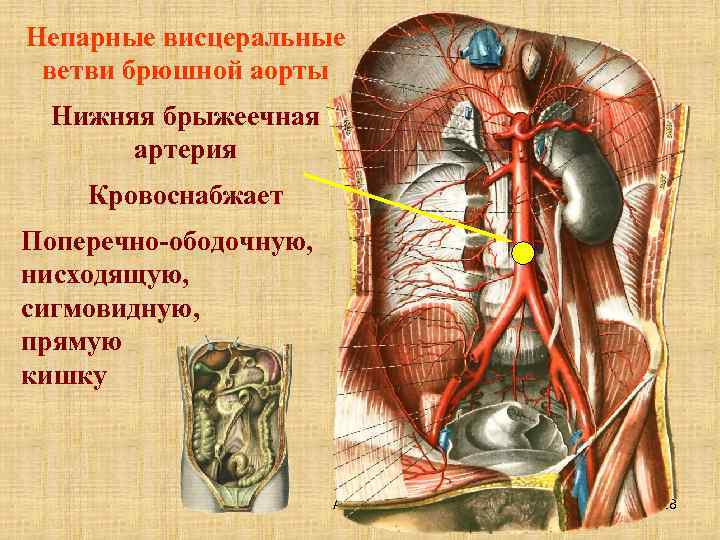 Непарные висцеральные ветви брюшной аорты Нижняя брыжеечная артерия Кровоснабжает Поперечно-ободочную, нисходящую, сигмовидную, прямую кишку