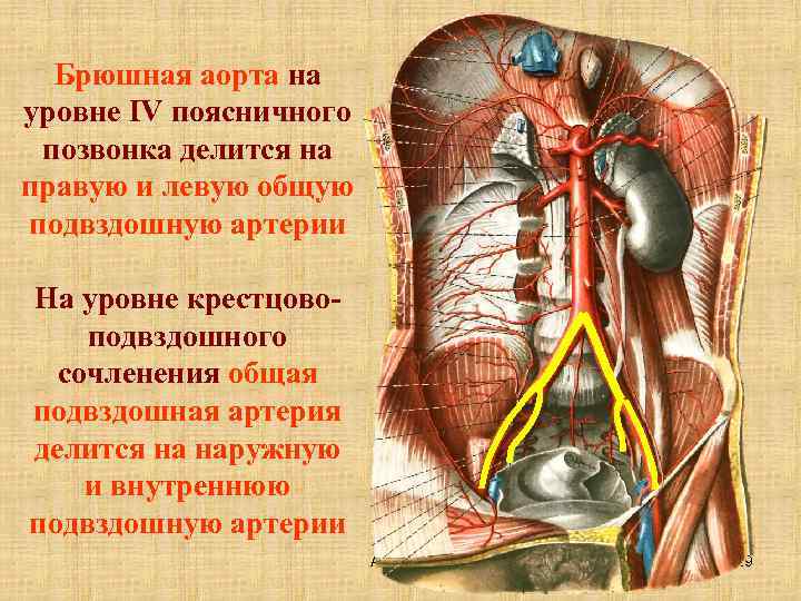 Наиболее крупные артерии