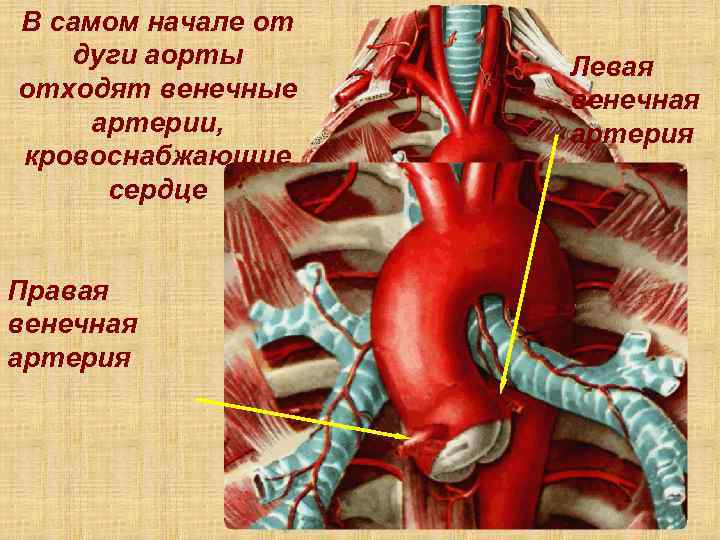 В самом начале от дуги аорты отходят венечные артерии, кровоснабжающие сердце Левая венечная артерия