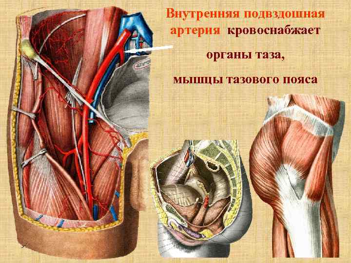 Внутренняя подвздошная артерия кровоснабжает органы таза, мышцы тазового пояса УГУФК Артерии 30 