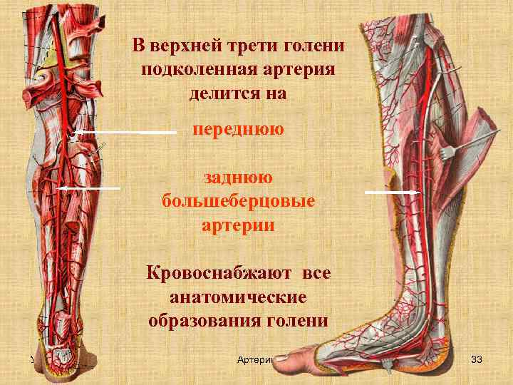 В верхней трети голени подколенная артерия делится на переднюю заднюю большеберцовые артерии Кровоснабжают все