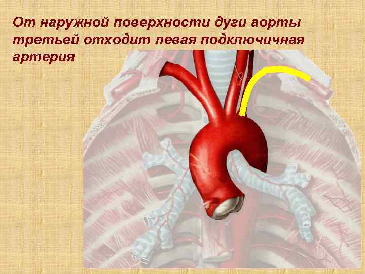 От наружной поверхности дуги аорты третьей отходит левая подключичная артерия Артерии 7 