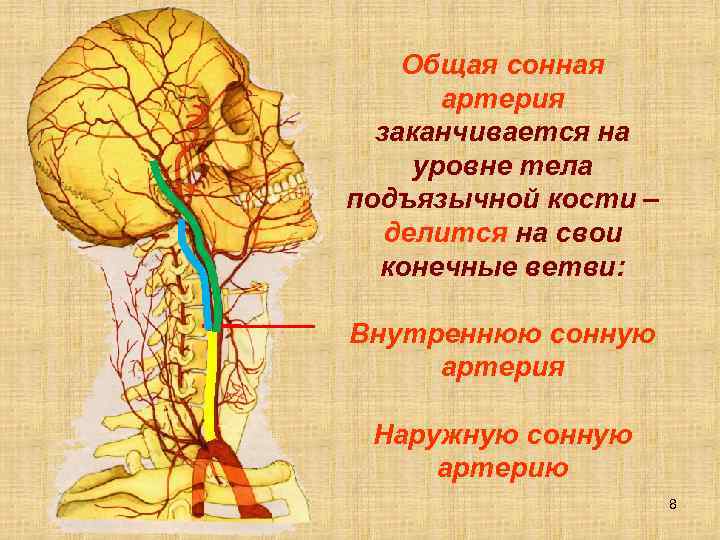 Ветви наружной сонной артерии схема