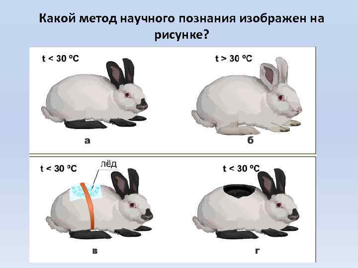 Какой метод научного познания изображен на рисунке? 