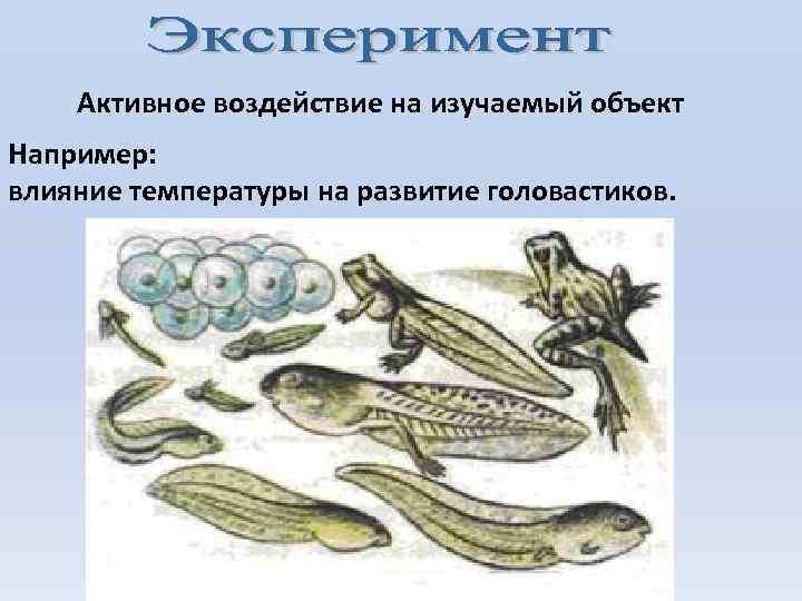 Активное воздействие на изучаемый объект Например: влияние температуры на развитие головастиков. 