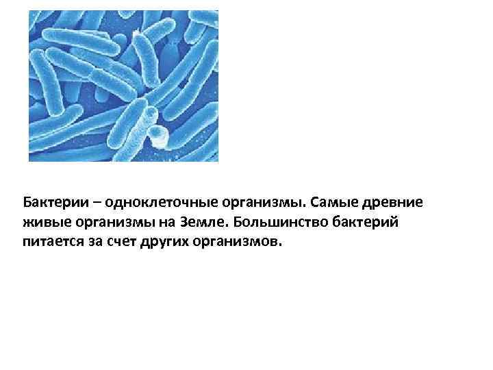 Бактерии – одноклеточные организмы. Самые древние живые организмы на Земле. Большинство бактерий питается за