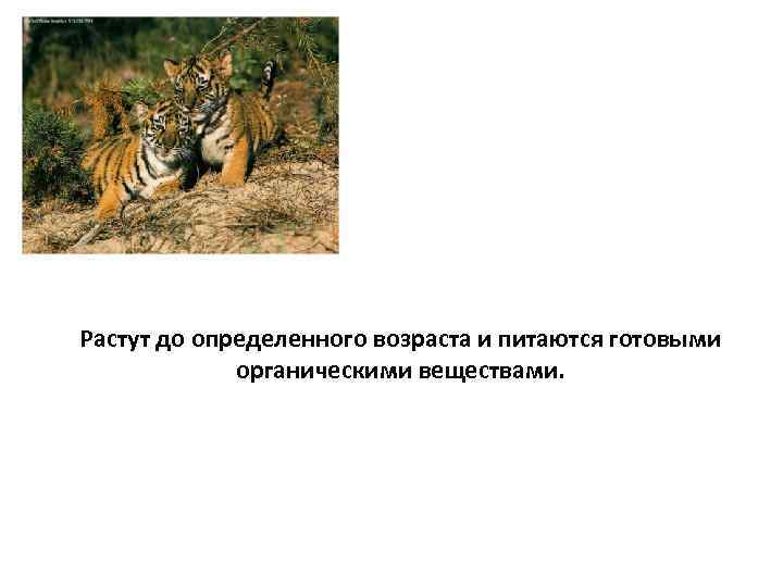 Растут до определенного возраста и питаются готовыми органическими веществами. 