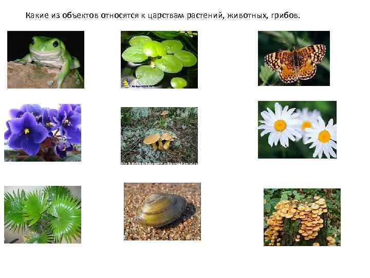 Какие из объектов относятся к царствам растений, животных, грибов. 