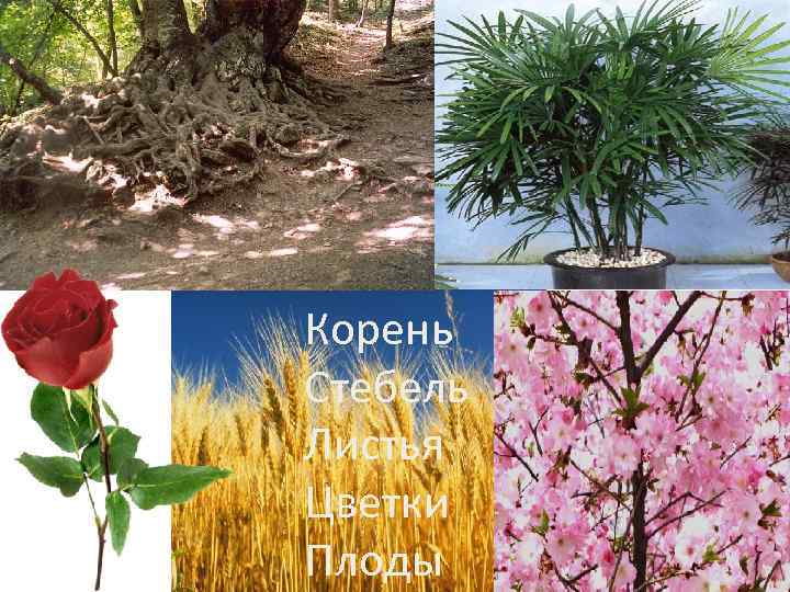 Корень Стебель Листья Цветки Плоды 