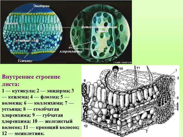 Внутреннее строение листа: 1 — кутикула; 2 — эпидерма; 3 — ксилема; 4 —