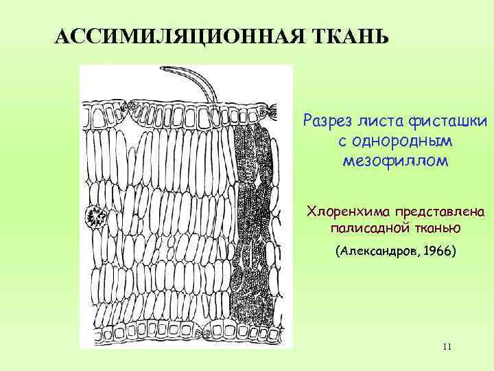 АССИМИЛЯЦИОННАЯ ТКАНЬ Разрез листа фисташки с однородным мезофиллом Хлоренхима представлена палисадной тканью (Александров, 1966)