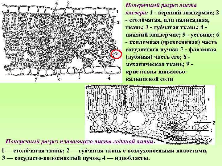 Поперечный разрез листа клевера: 1 - верхний эпидермис; 2 - столбчатая, или палисадная, ткань;