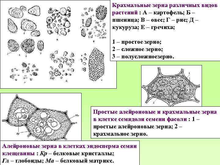 Ассимиляционная ткань схема