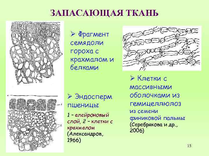 ЗАПАСАЮЩАЯ ТКАНЬ Ø Фрагмент семядоли гороха с крахмалом и белками Ø Эндосперм пшеницы 1