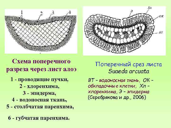 Схема поперечного разреза через лист алоэ 1 - проводящие пучки, 2 - хлоренхима, 3