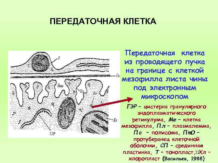 Основная воздухоносная ткань