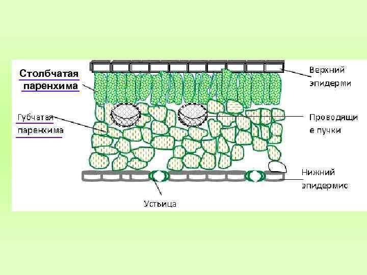 Столбчатая паренхима 