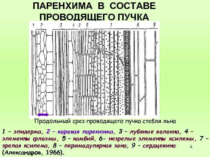 ПАРЕНХИМА В СОСТАВЕ ПРОВОДЯЩЕГО ПУЧКА Продольный срез проводящего пучка стебля льна 1 – эпидерма,