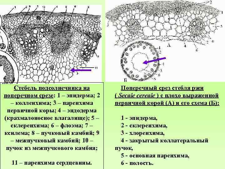 Заполните пропуски в тексте на рисунке а представлена схема поперечного среза