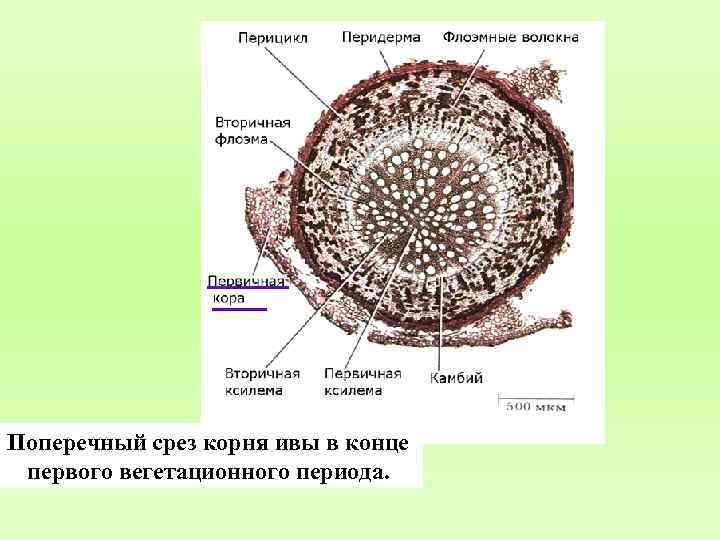 Поперечный срез корня ивы в конце первого вегетационного периода. 