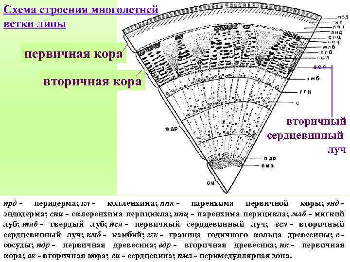 Схема строения многолетней ветки липы первичная кора вторичный сердцевинный луч прд - перидерма; кл