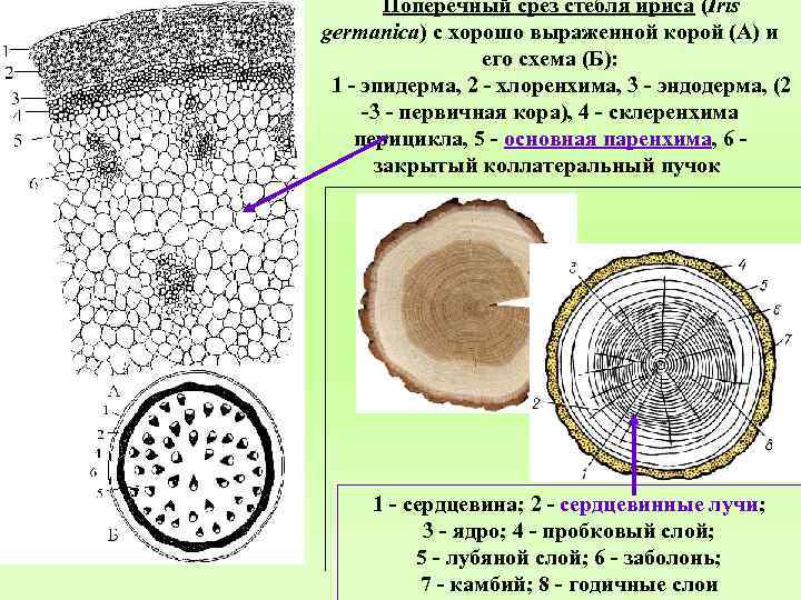 Поперечный срез стебля ириса (Iris germanica) с хорошо выраженной корой (А) и его схема