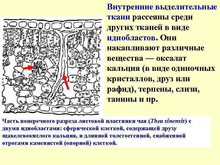 Внутренние выделительные ткани рассеяны среди других тканей в виде идиобластов. Они накапливают различные вещества