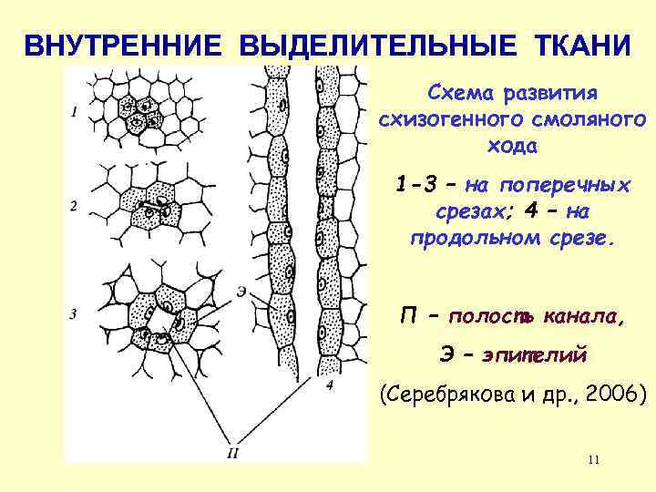 ВНУТРЕННИЕ ВЫДЕЛИТЕЛЬНЫЕ ТКАНИ Схема развития схизогенного смоляного хода 1 -3 – на поперечных срезах;