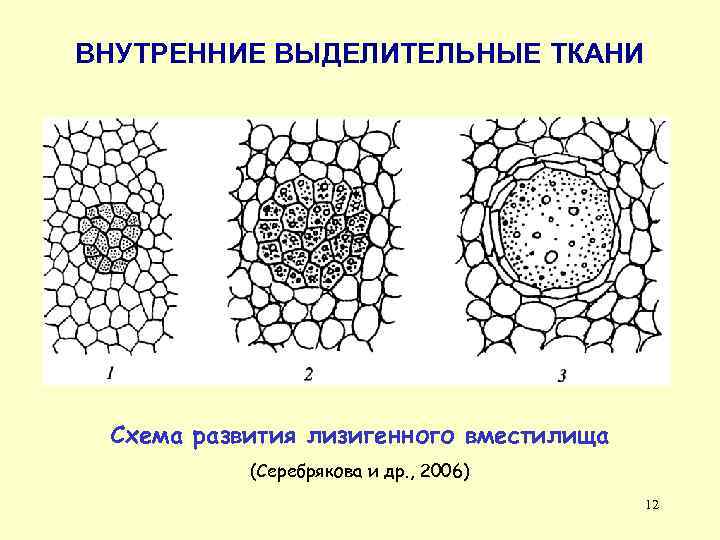 ВНУТРЕННИЕ ВЫДЕЛИТЕЛЬНЫЕ ТКАНИ Схема развития лизигенного вместилища (Серебрякова и др. , 2006) 12 