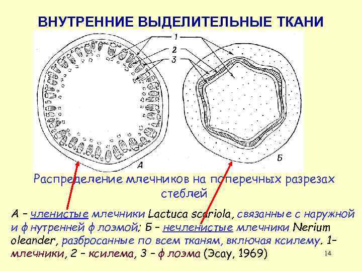 ВНУТРЕННИЕ ВЫДЕЛИТЕЛЬНЫЕ ТКАНИ Распределение млечников на поперечных разрезах стеблей А – членистые млечники Lactuca