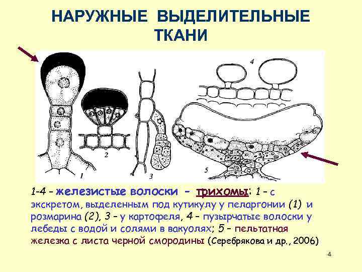 НАРУЖНЫЕ ВЫДЕЛИТЕЛЬНЫЕ ТКАНИ 1 -4 – железистые волоски - трихомы: 1 – с экскретом,