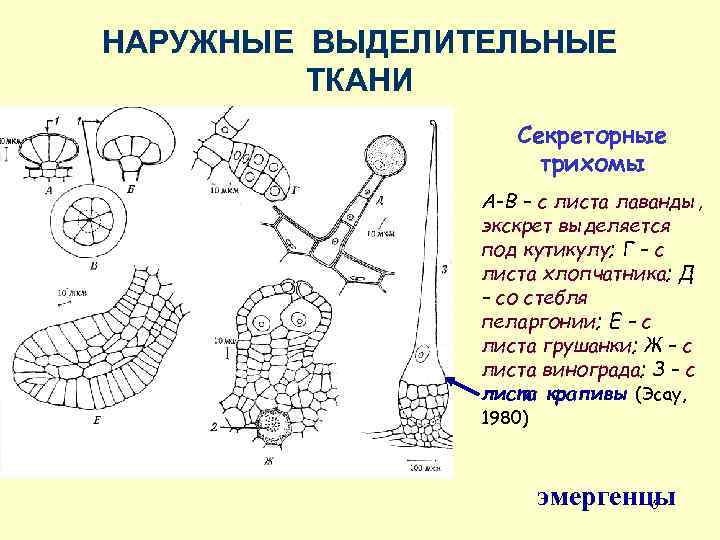 НАРУЖНЫЕ ВЫДЕЛИТЕЛЬНЫЕ ТКАНИ Секреторные трихомы А-В – с листа лаванды, экскрет выделяется под кутикулу;