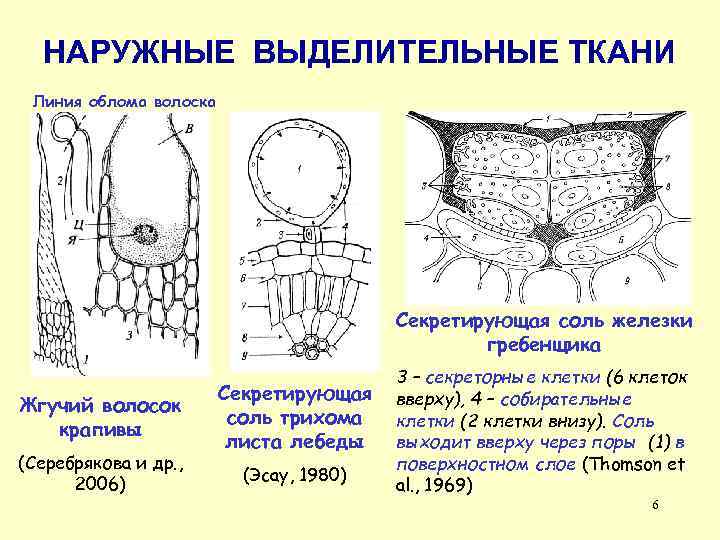 НАРУЖНЫЕ ВЫДЕЛИТЕЛЬНЫЕ ТКАНИ Линия облома волоска Секретирующая соль железки гребенщика Жгучий волосок крапивы (Серебрякова