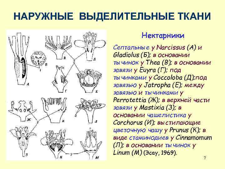 Выделительные ткани