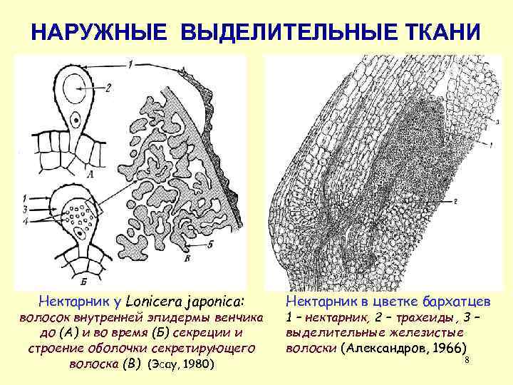 НАРУЖНЫЕ ВЫДЕЛИТЕЛЬНЫЕ ТКАНИ Нектарник у Lonicera japonica: волосок внутренней эпидермы венчика до (А) и