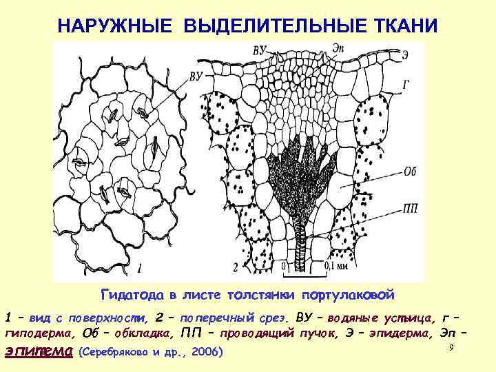 НАРУЖНЫЕ ВЫДЕЛИТЕЛЬНЫЕ ТКАНИ Гидатода в листе толстянки портулаковой 1 – вид с поверхности, 2