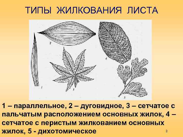 Лист 5 класс. Жилкование листа у лапчатки гусиной. Сетчатое жилкование листовой пластинки у. Дихотомический Тип жилкования листа:. Пальчатое жилкование листа рисунок.