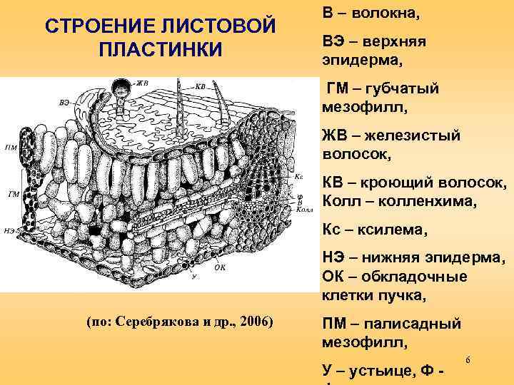 СТРОЕНИЕ ЛИСТОВОЙ ПЛАСТИНКИ В – волокна, ВЭ – верхняя эпидерма, ГМ – губчатый мезофилл,