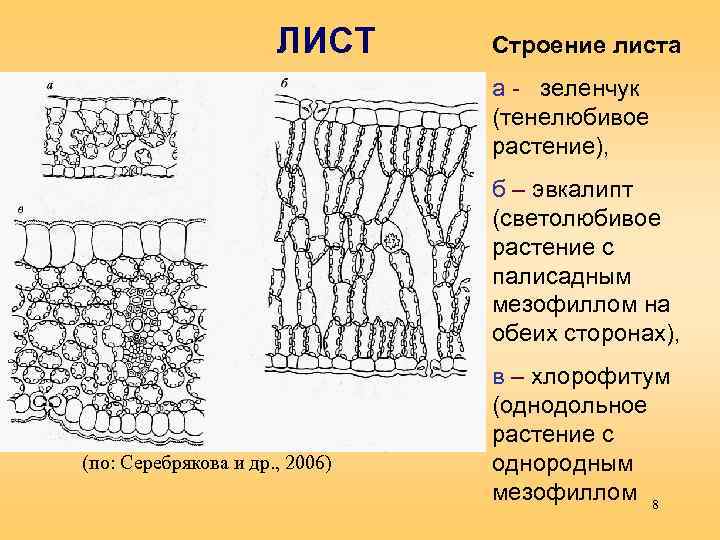 Особенности строения тенелюбивых растений