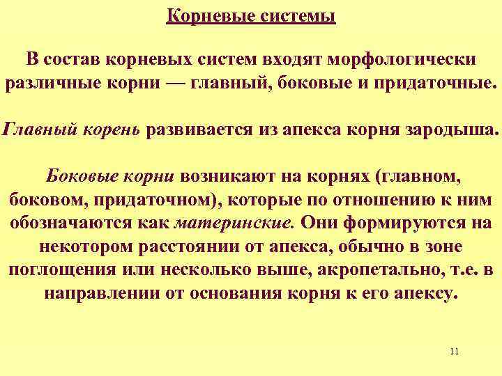 Корневые системы В состав корневых систем входят морфологически различные корни — главный, боковые и