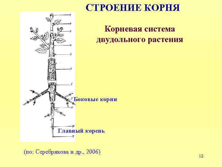 Строение березы схема