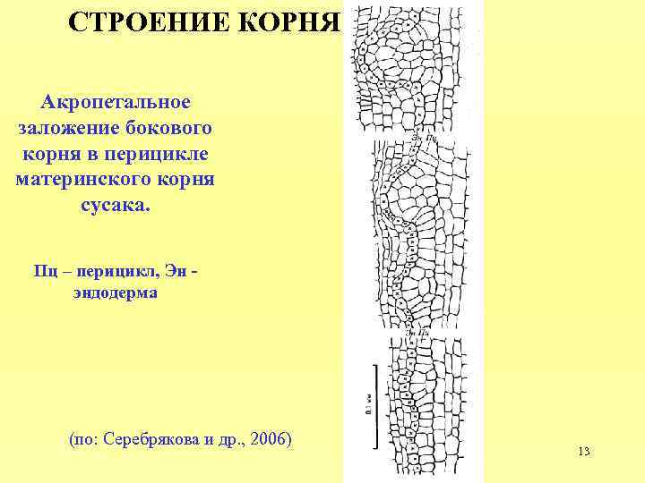 СТРОЕНИЕ КОРНЯ Акропетальное заложение бокового корня в перицикле материнского корня сусака. Пц – перицикл,