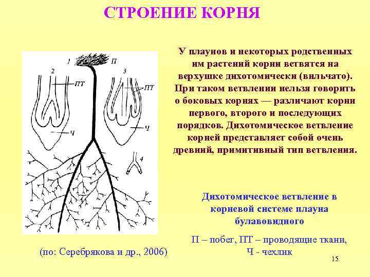 Корни плауна. Строение корневища плауна. Тип корневой системы плауна.