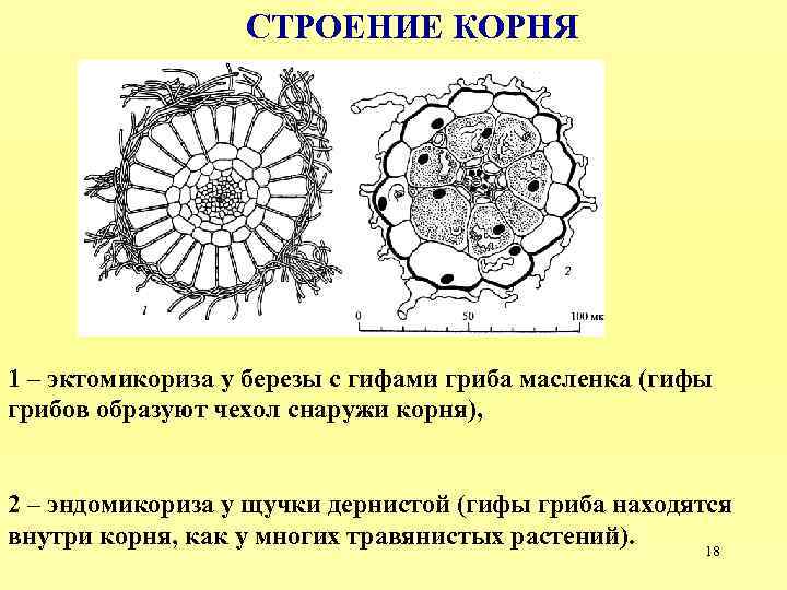 Исследование строения корневища. Строение корня. Эндомикориза. Строение корня гриба. Строение эктомикоризы.