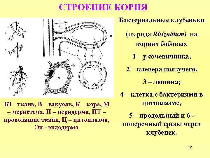 Исследование строения корневища. Бактериальные клубеньки строение. Строение корня. Строение бактерий клубеньки. Бактериальные клубеньки функции.