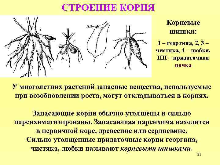 Особенности строения корневой системы у редьки