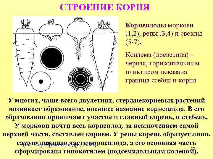 Составляли корень