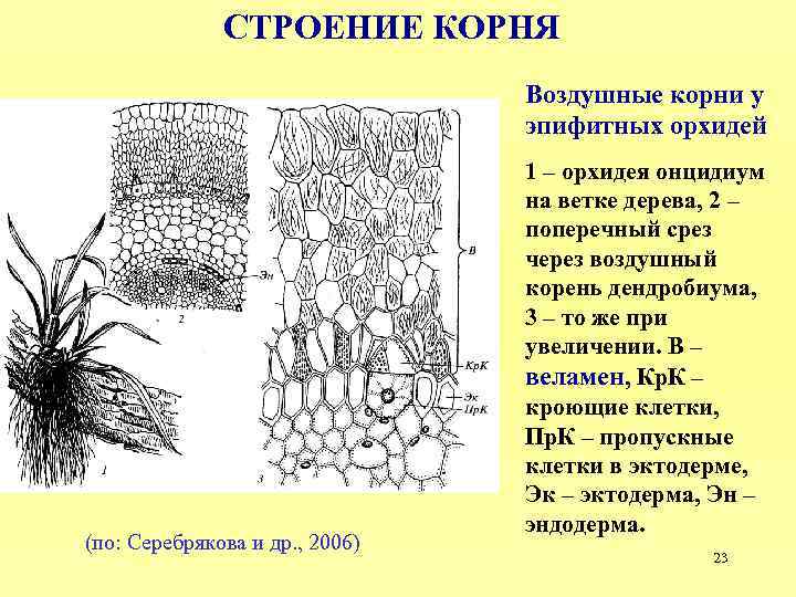 Структура корня